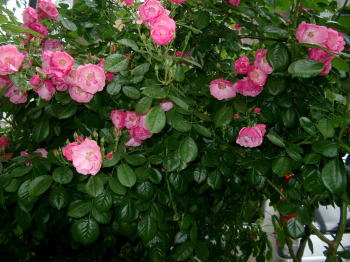 a0085663_2320475.jpg