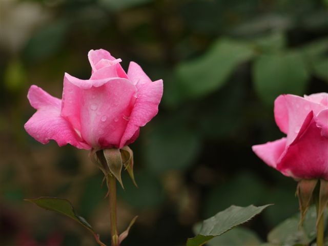 b0175688_8555716.jpg