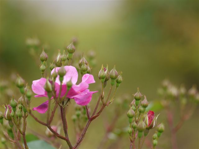 b0175688_8562940.jpg