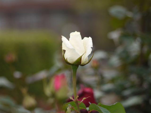 b0175688_856962.jpg