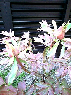 e0111989_21413558.jpg