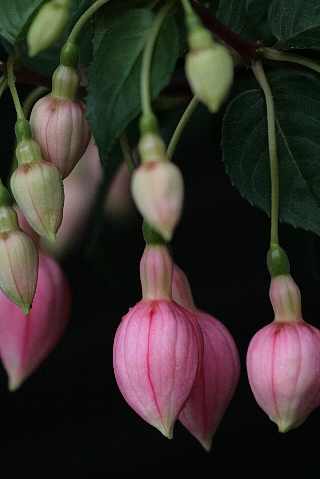 d0133693_1032962.jpg