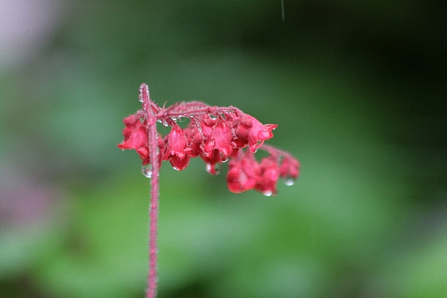 d0133693_104225.jpg