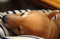 e0025596_1033432.jpg