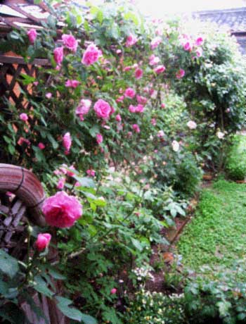 d0077603_1052236.jpg
