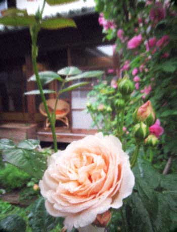 d0077603_10525710.jpg