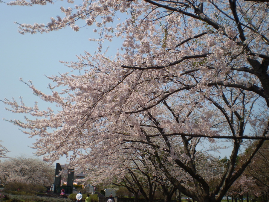 a0100206_237089.jpg