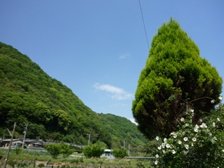 a0100717_322856.jpg