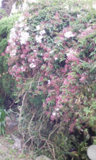 c0137720_22532646.jpg