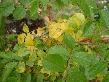 f0054421_7384072.jpg