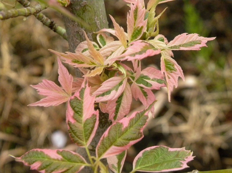 e0136424_7113011.jpg
