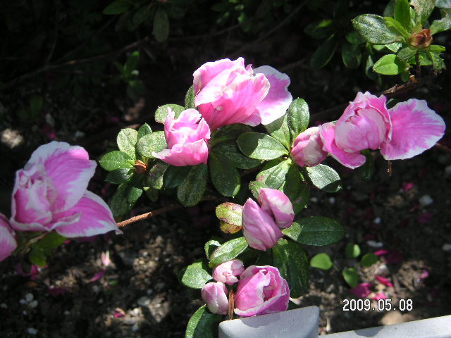 a0020929_214044100.jpg