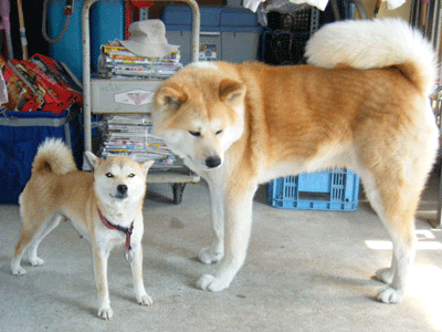 f0008935_16523430.gif