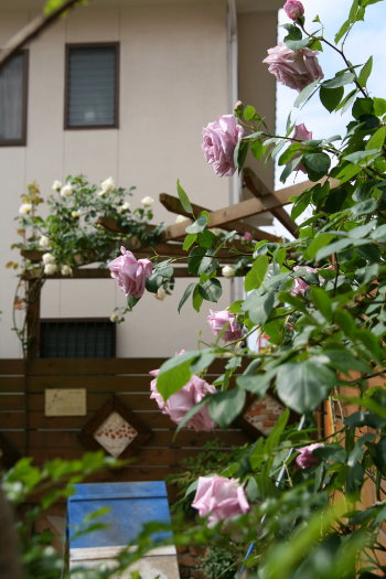 e0010342_231142.jpg