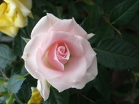 c0153444_9265880.jpg