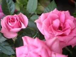 c0153444_9273419.jpg