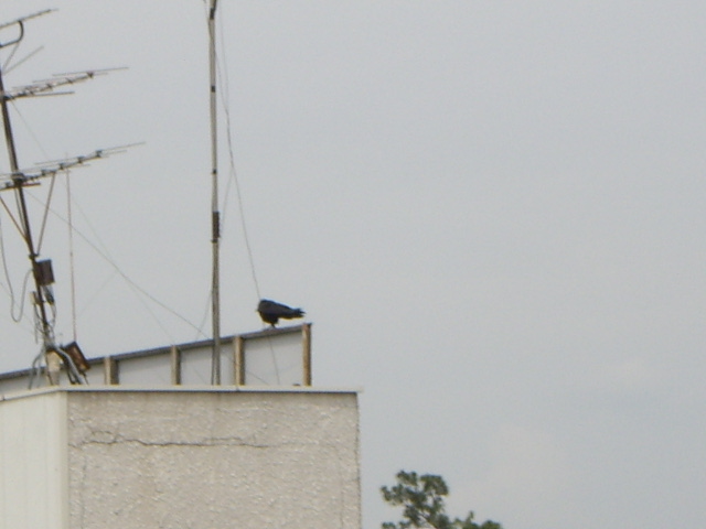 e0098547_1650955.jpg