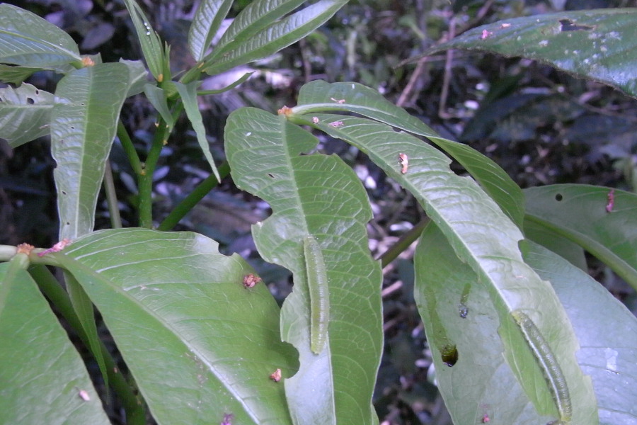 a0094850_2059501.jpg