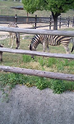 d0076760_2304998.jpg