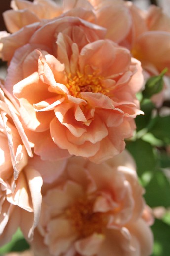 e0068962_11174357.jpg