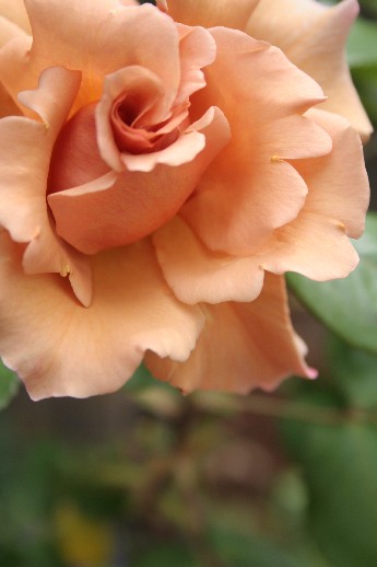 e0068962_11253155.jpg