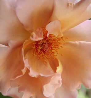 e0068962_1133492.jpg