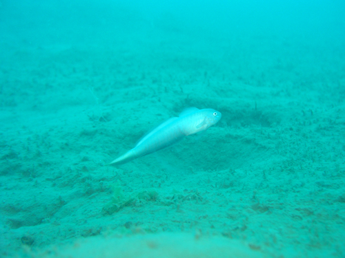 b0062363_23364453.jpg
