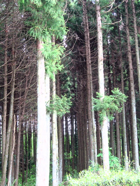 e0139165_1823910.jpg