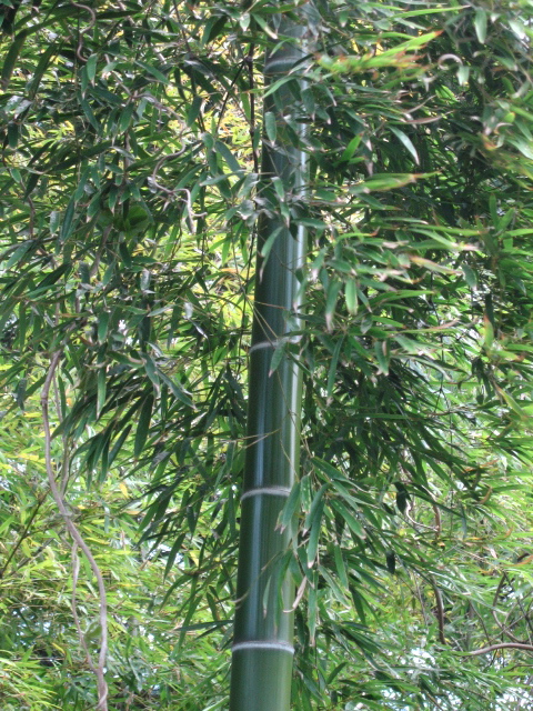 e0139165_1825837.jpg