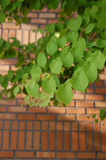 e0128367_2593144.jpg