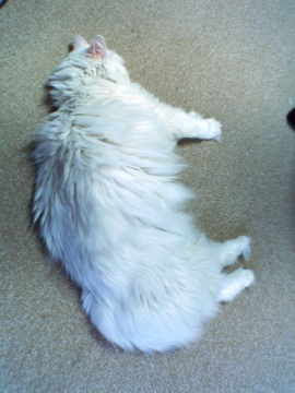 f0054677_8143873.jpg