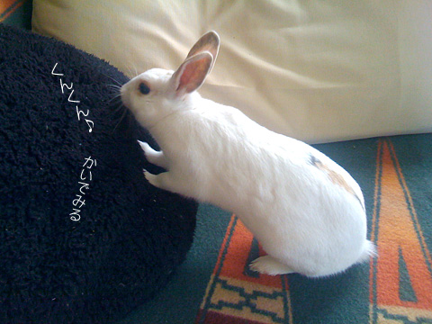f0201191_1301567.jpg