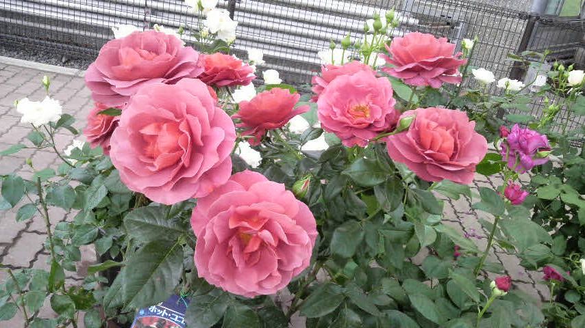 e0082098_2138465.jpg