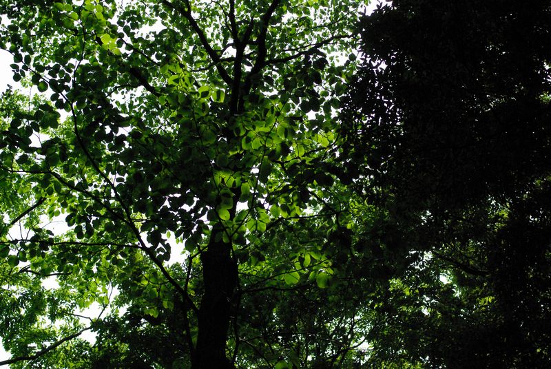 c0187503_19564244.jpg