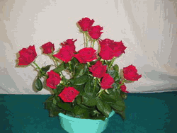 b0052108_23374358.gif