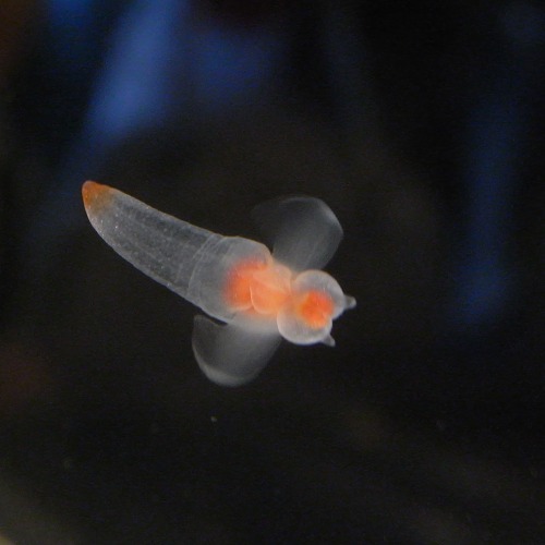 e0145711_1311818.jpg