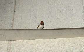 f0068511_1752312.jpg