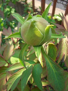 b0128423_12385694.jpg