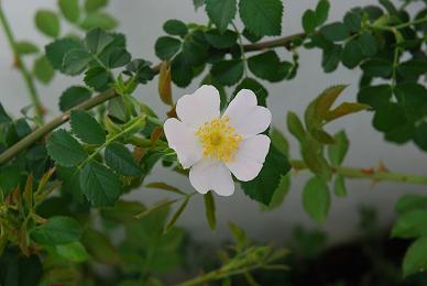 d0099727_7341043.jpg