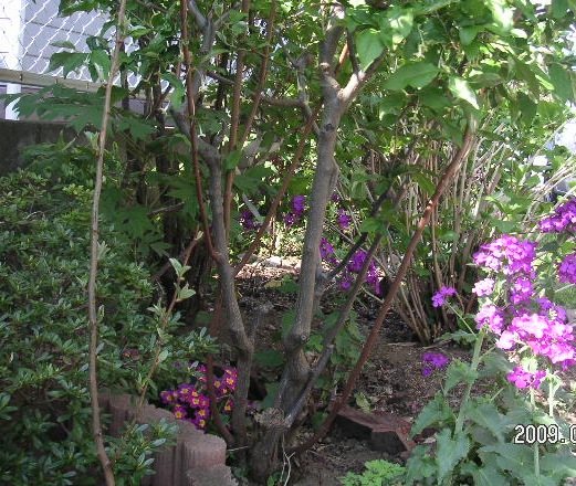 a0020929_8444648.jpg