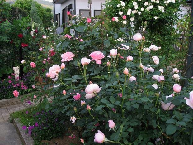 c0109235_2318764.jpg