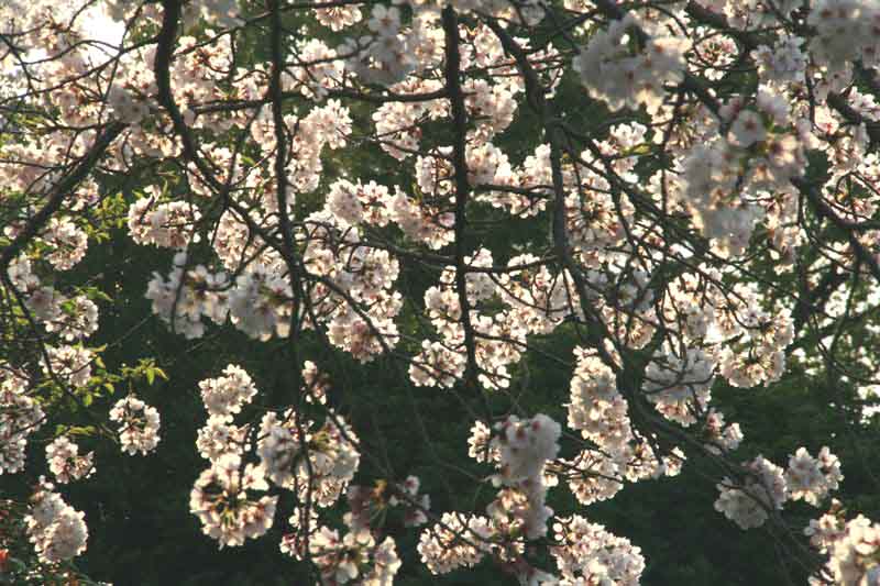 c0179844_6342142.jpg