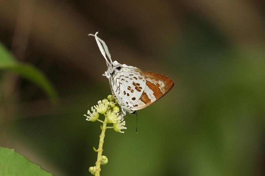 a0094850_21234649.jpg