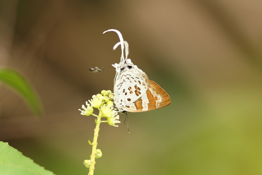 a0094850_2124365.jpg