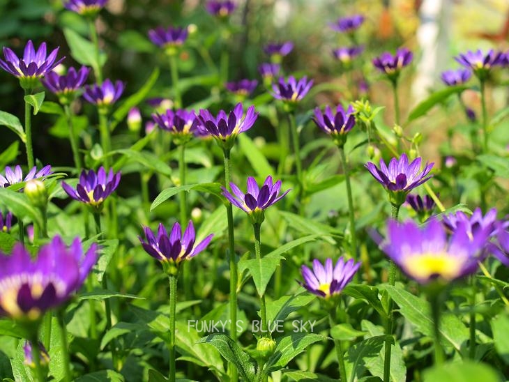 c0145250_145938.jpg