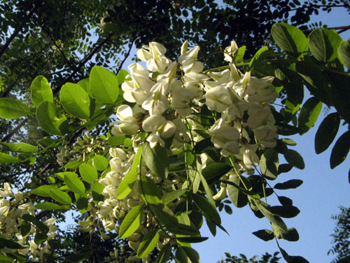 f0007956_16532421.jpg