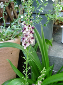 f0195963_1558663.jpg
