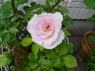 f0195963_200247.jpg