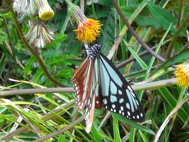 b0149867_17572426.jpg
