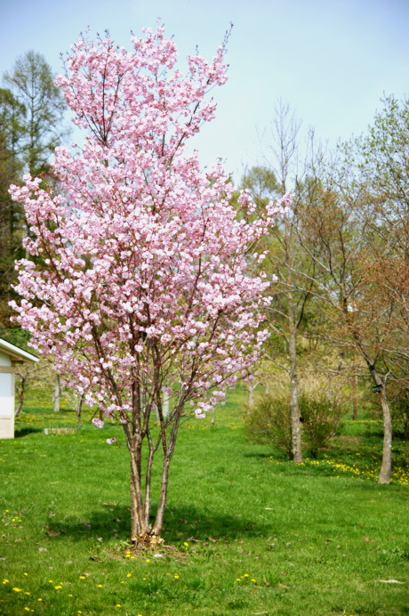 c0026870_193476.jpg